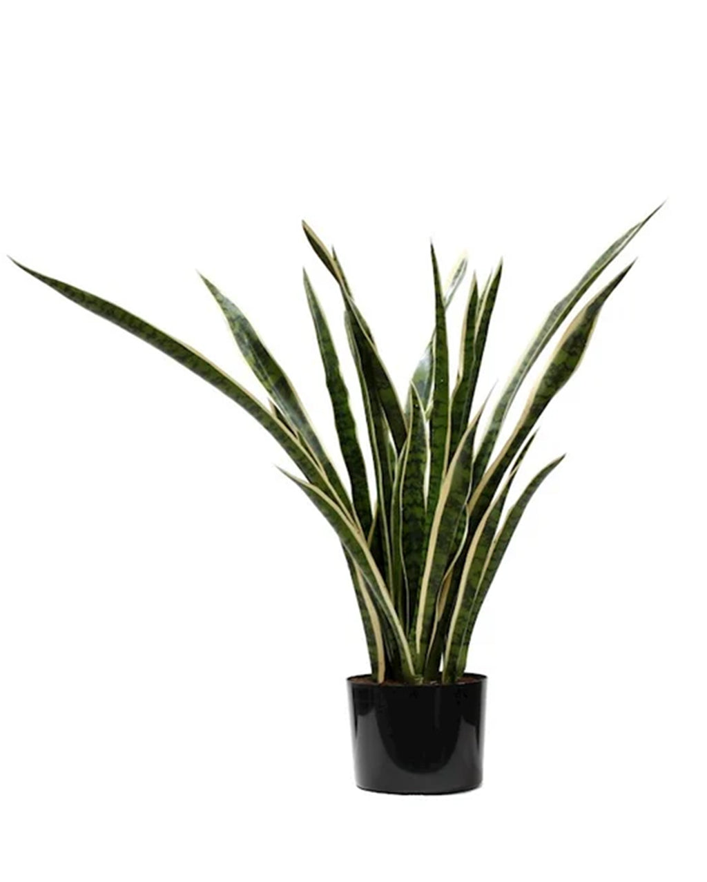 P1645-SANSERVERIA