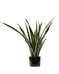 P1645-SANSERVERIA