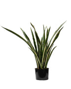P1645-SANSERVERIA