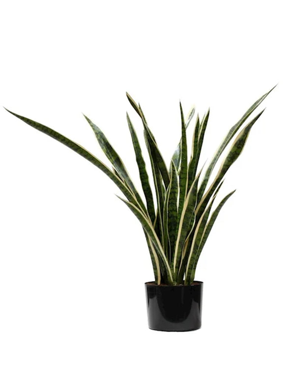 P1645-SANSERVERIA