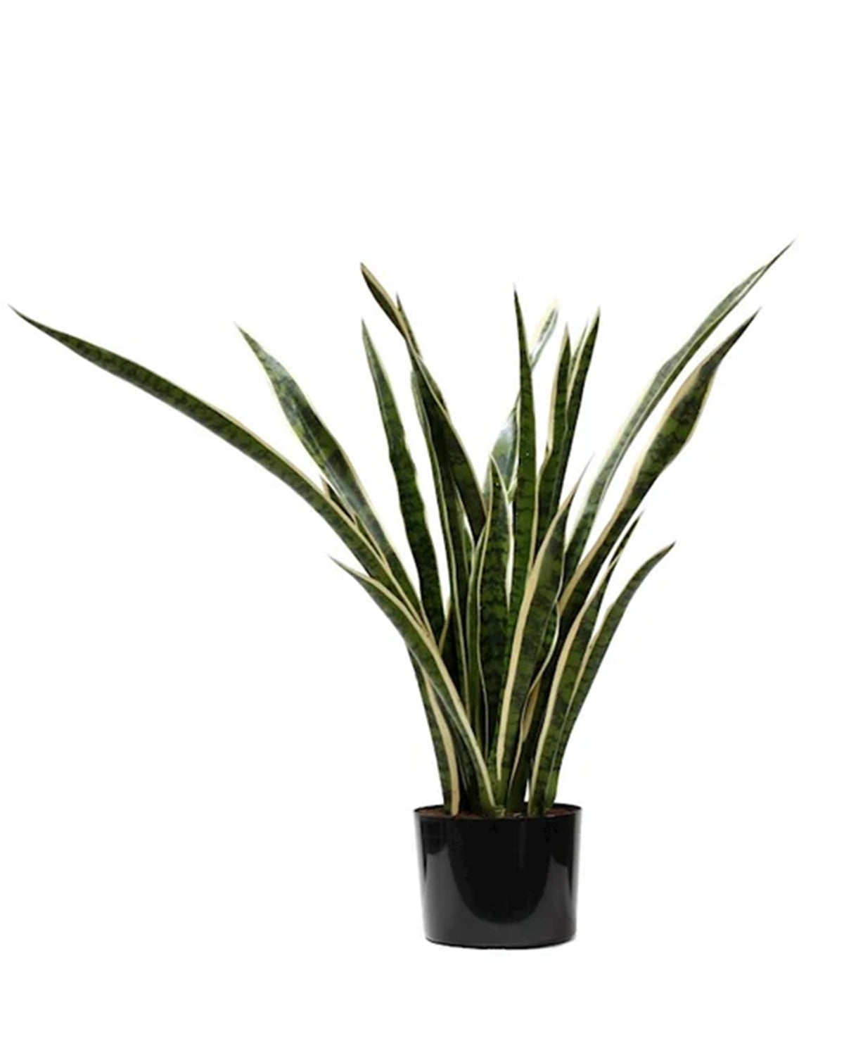 P1645-SANSERVERIA