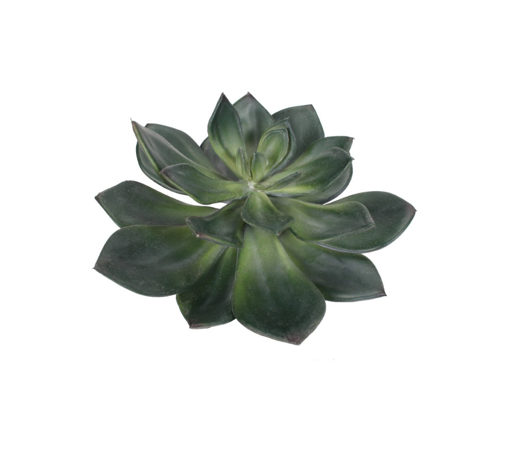 A7105-MIXED SUCCULENTS SET