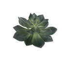A7105-MIXED SUCCULENTS SET