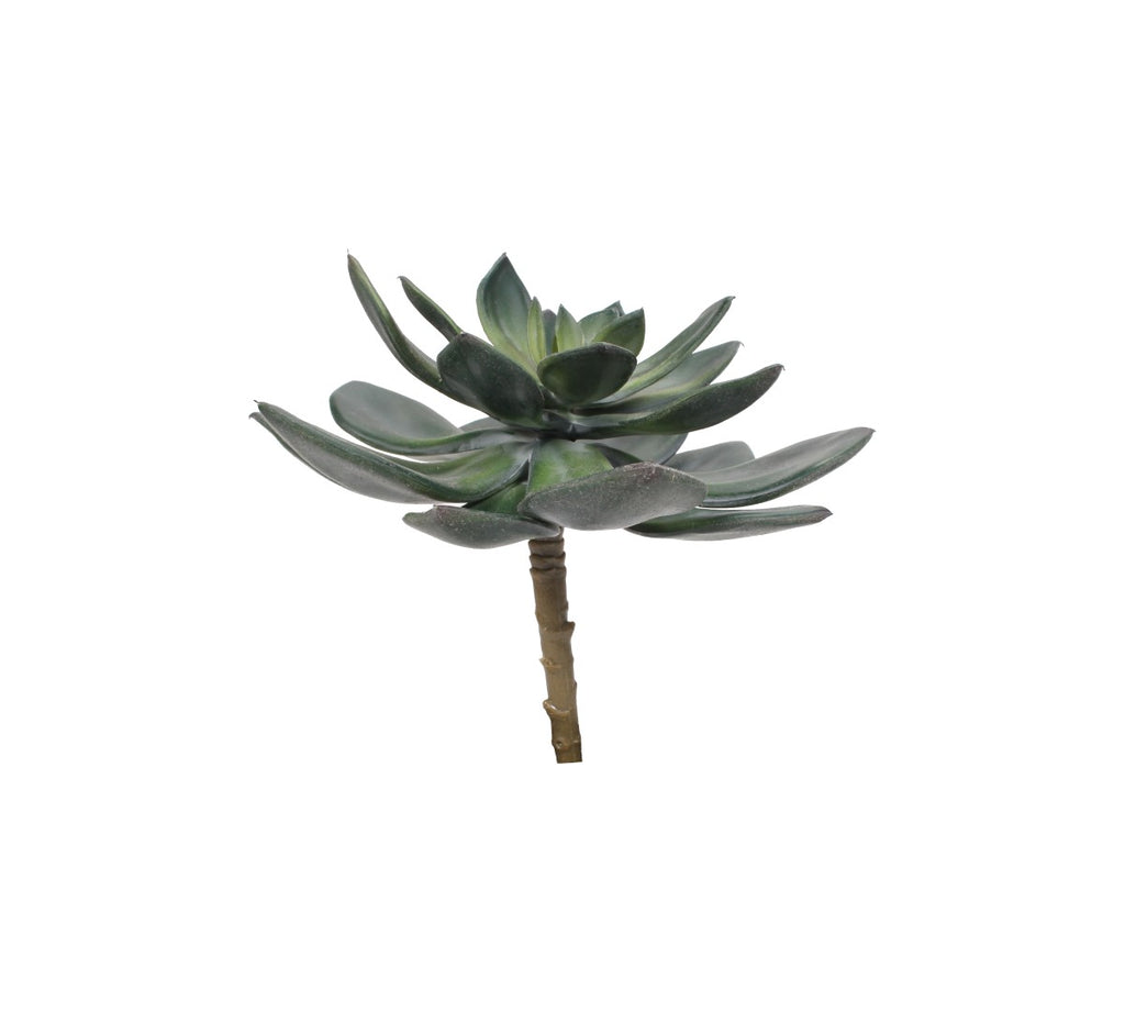 A7105-MIXED SUCCULENTS SET