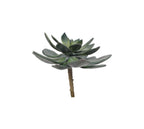 A7105-MIXED SUCCULENTS SET