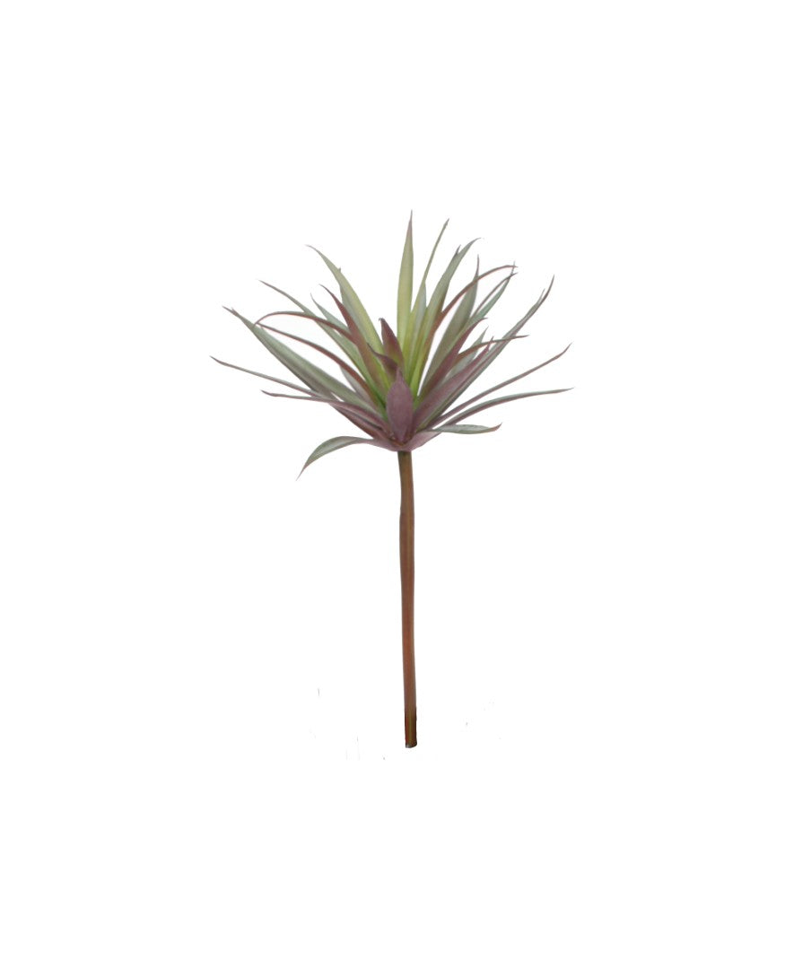 A7105-MIXED SUCCULENTS SET