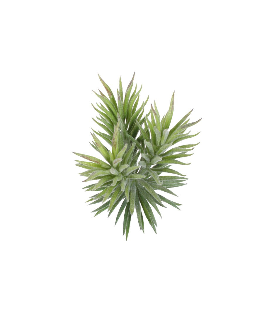 A7105-MIXED SUCCULENTS SET