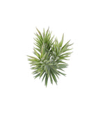 A7105-MIXED SUCCULENTS SET