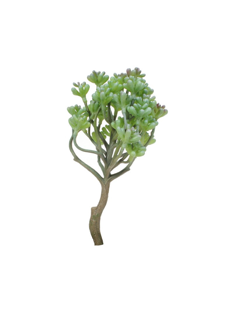 A7105-MIXED SUCCULENTS SET