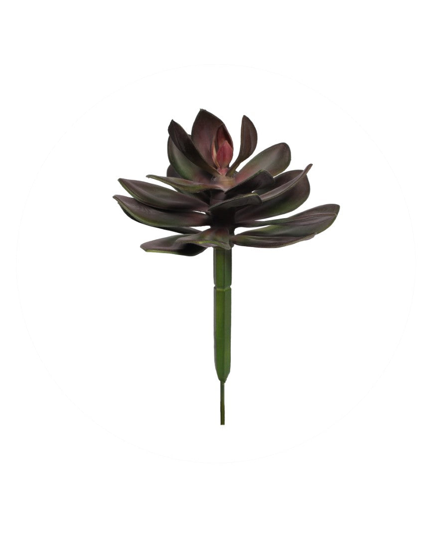 A7131 - SINGLE STEM SUCCULENT