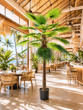 AT1521-10   10' FAN PALM