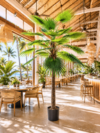 AT1521-10   10' FAN PALM