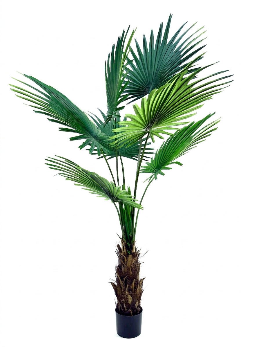AT1521-6  6' FAN PALM