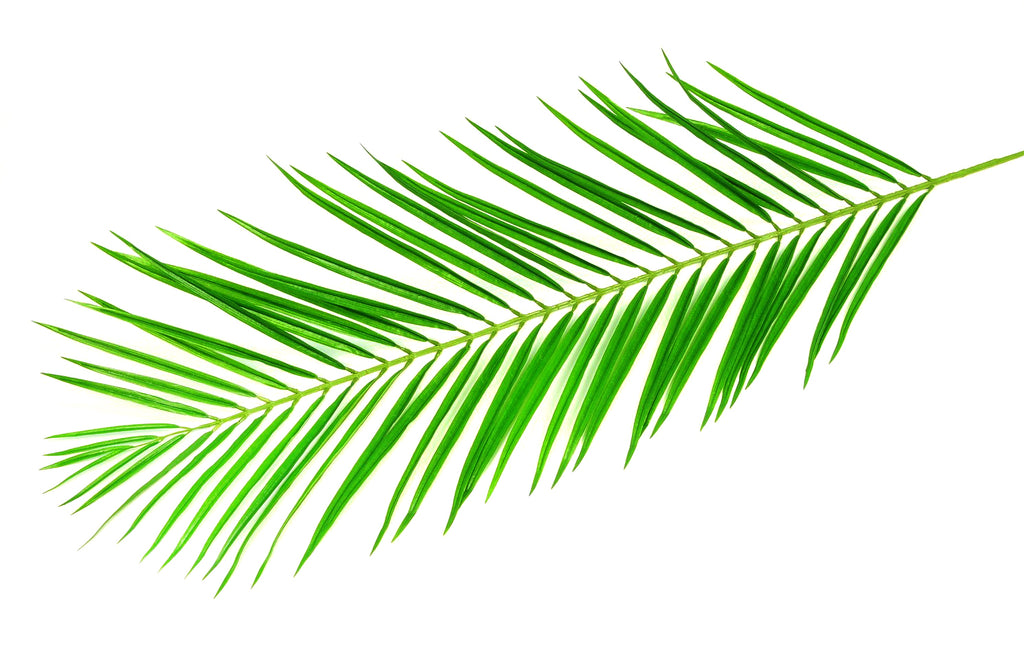 AT1521-6  6' FAN PALM