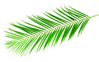 AT1521-6  6' FAN PALM