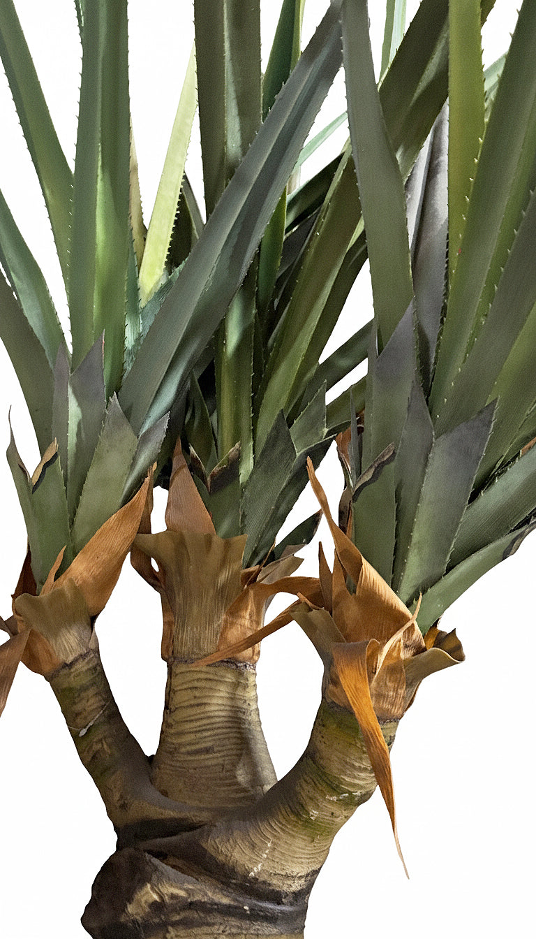 AT1522 - AUSTRALIAN DRACAENA