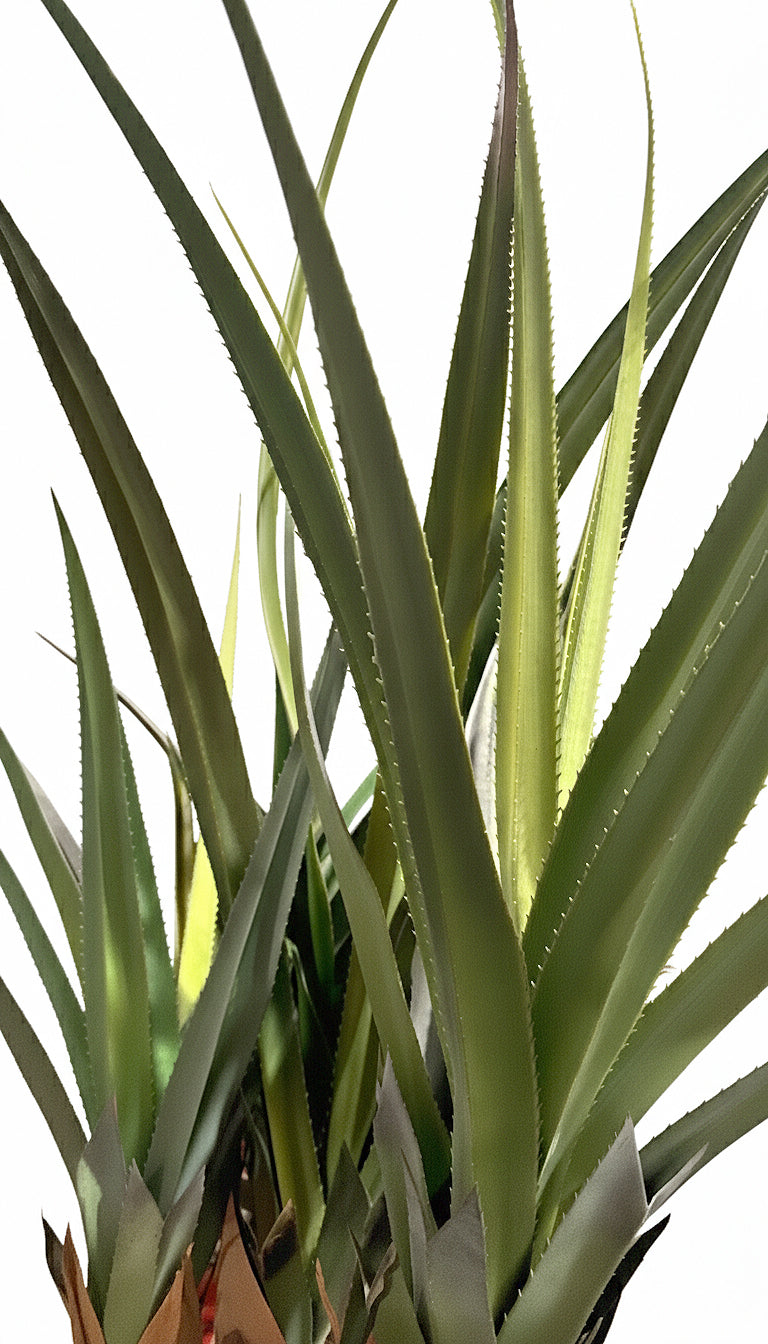 AT1522 - AUSTRALIAN DRACAENA