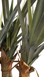 AT1522 - AUSTRALIAN DRACAENA