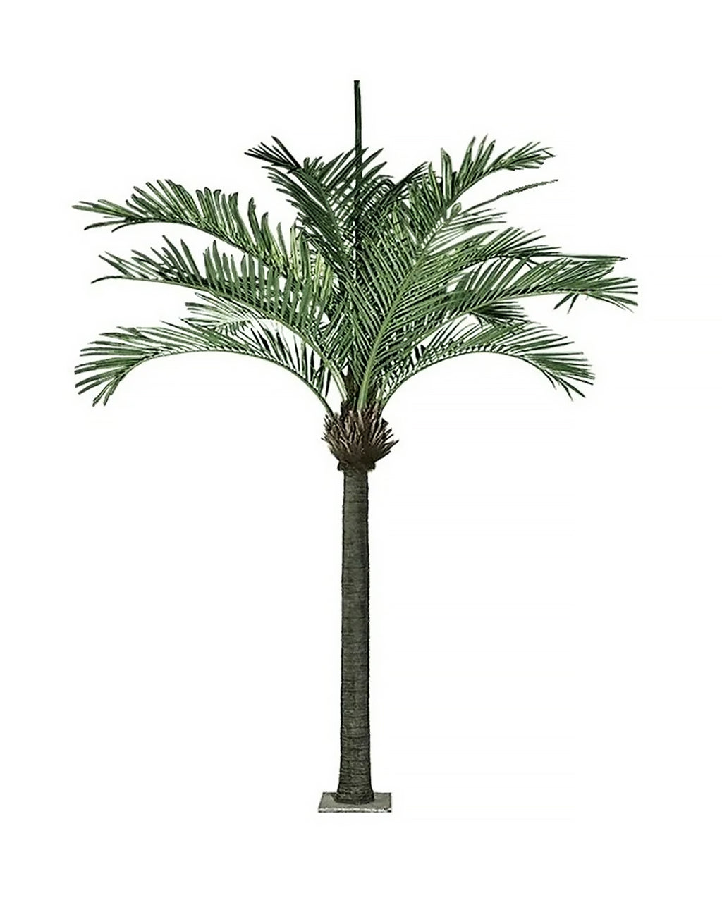 AT1523 - KING PALM