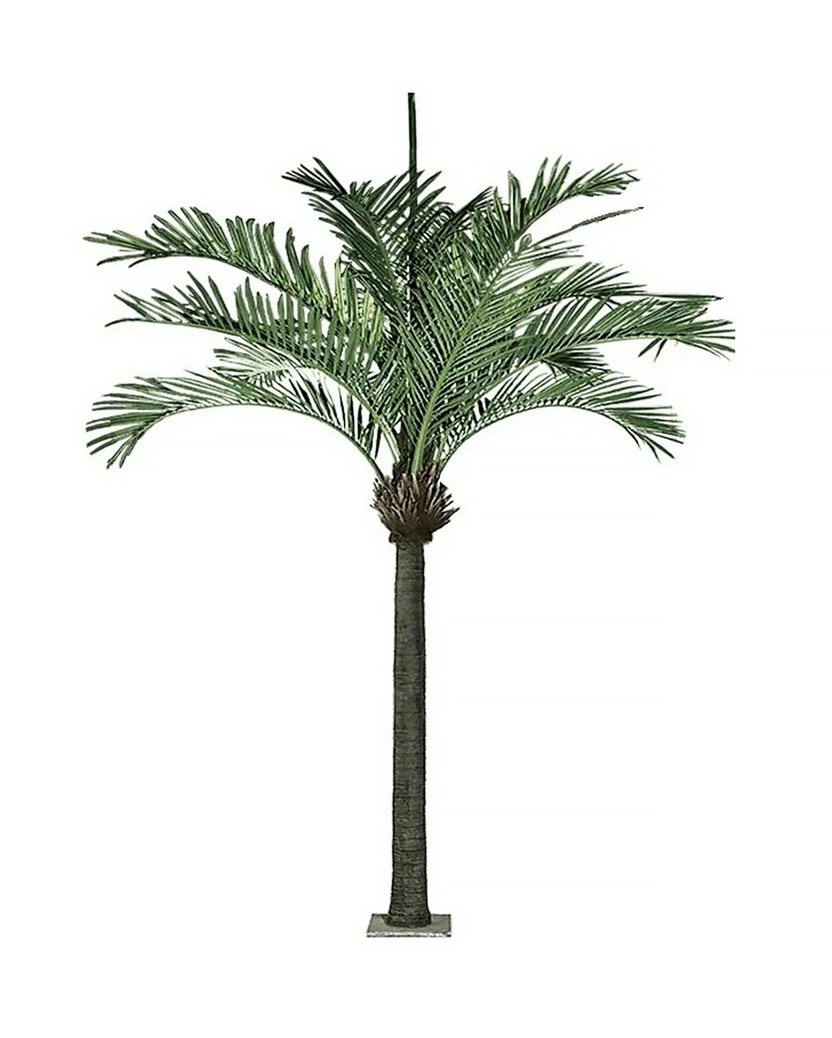 AT1523 - KING PALM