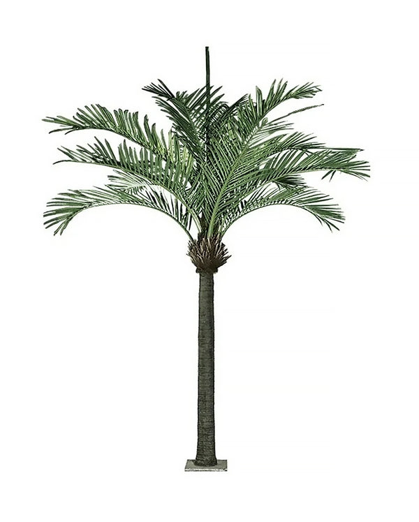 AT1523 - KING PALM