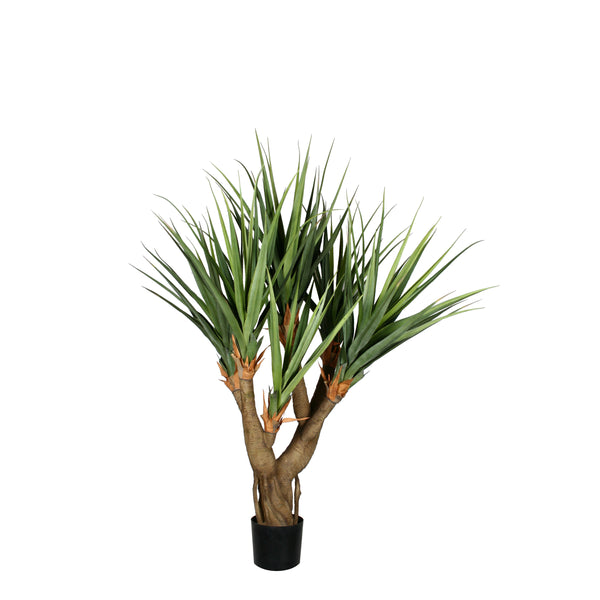AT1524 - PANDANUS