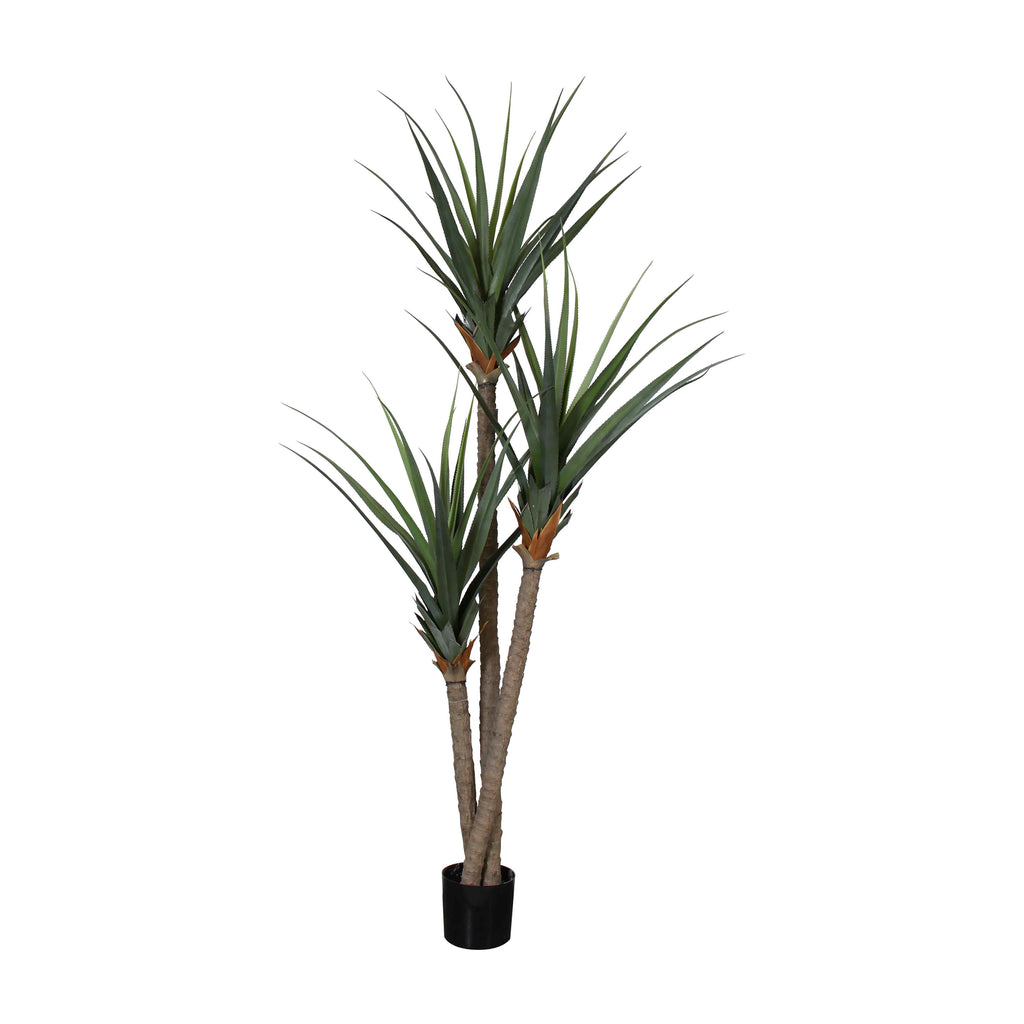 AT1524 - PANDANUS