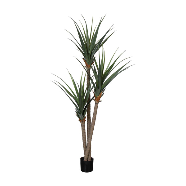AT1524 - PANDANUS