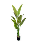 E1495-TRAVELER'S PALM TREE