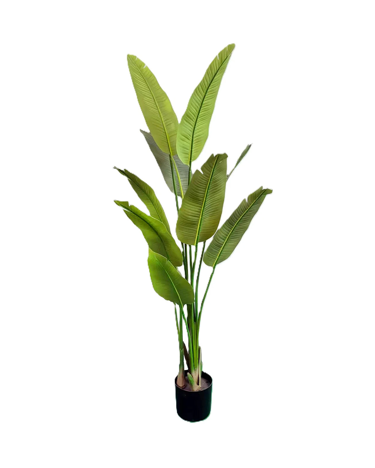 E1495-TRAVELER'S PALM TREE