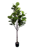 E1702-FIDDLE LEAF FIG TREE