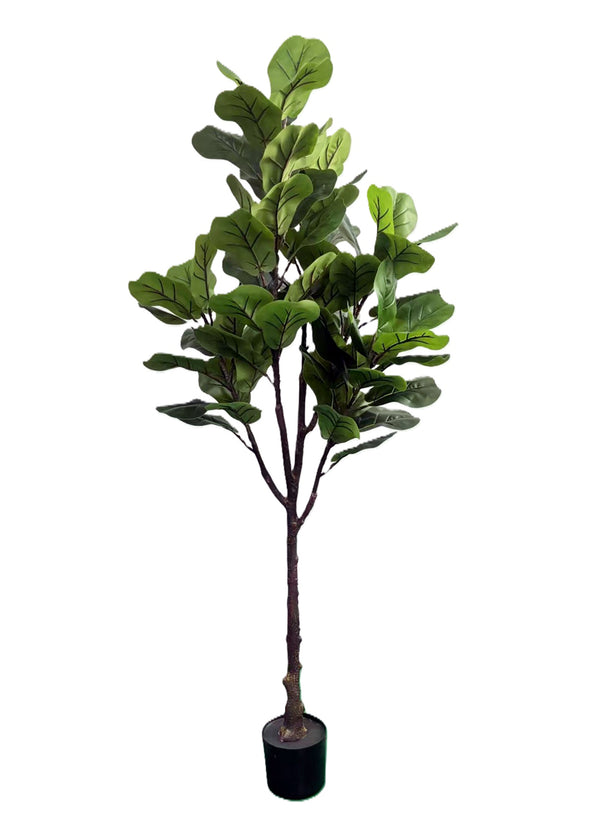 E1702-FIDDLE LEAF FIG TREE
