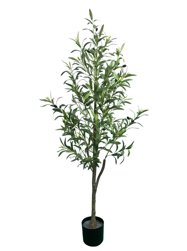 E1703-SINGLE TRUNK OLIVE TREE