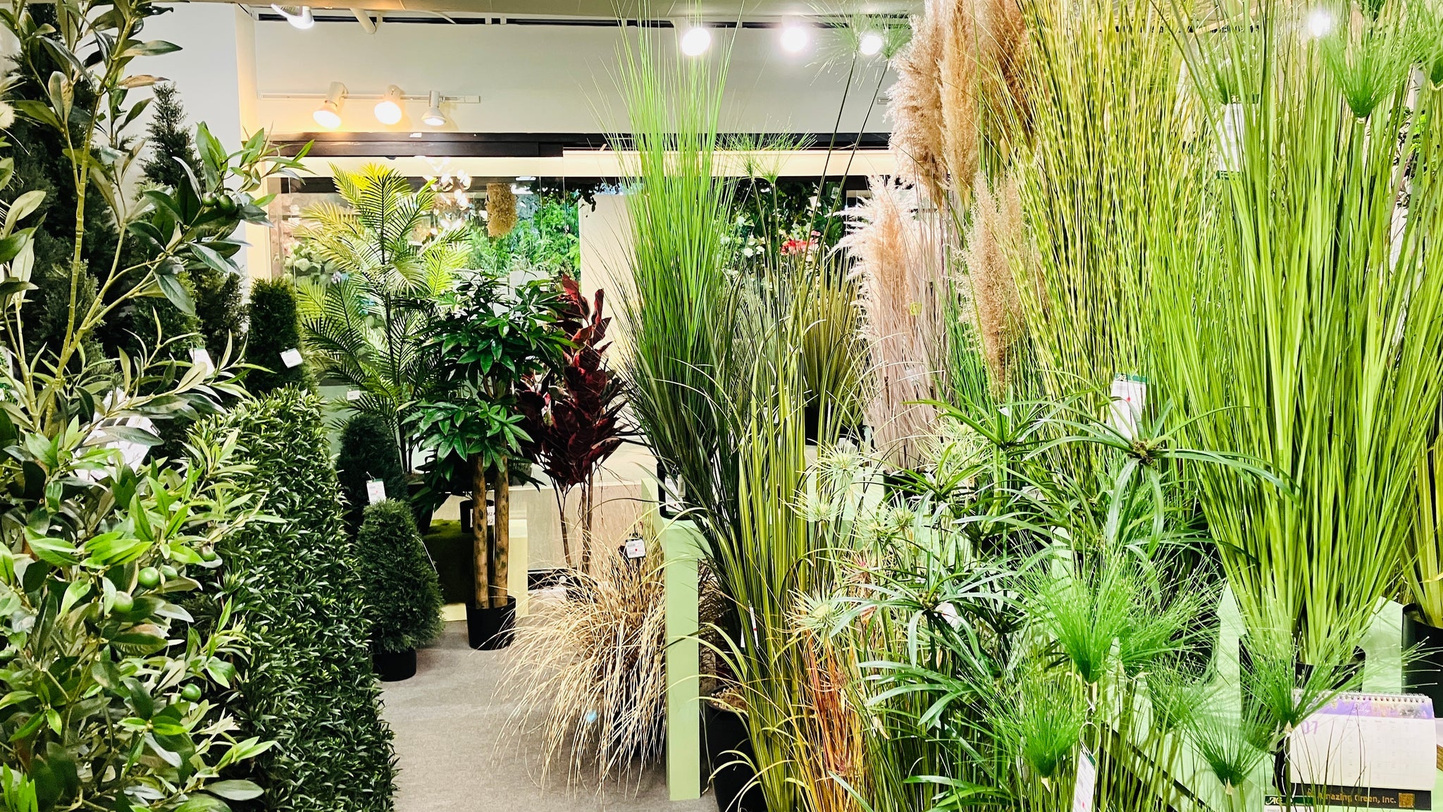 ぷぷ　603030アカシア Floor Plants-Yucca – Amazing Green Inc.