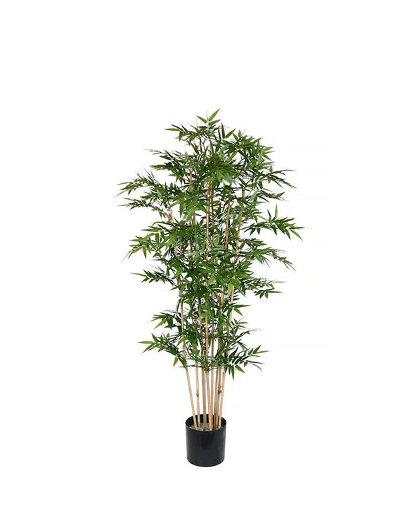 P1377-ORIENTAL BAMBOO TREE
