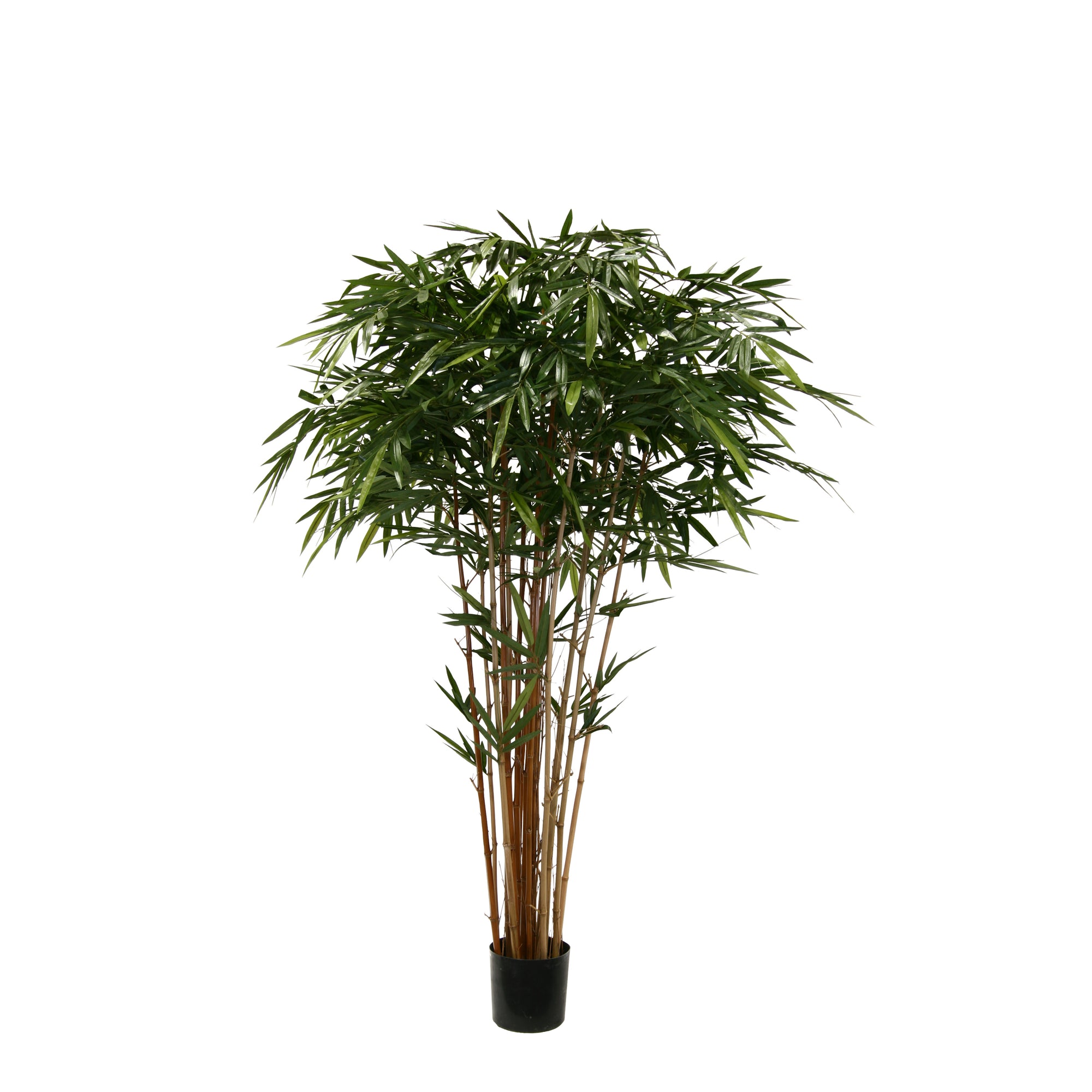 P1380- BAMBOO TREE