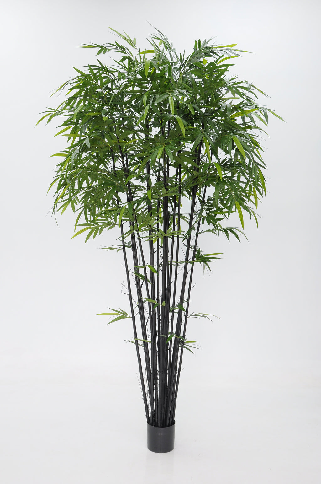 P1382-BAMBOO TREE