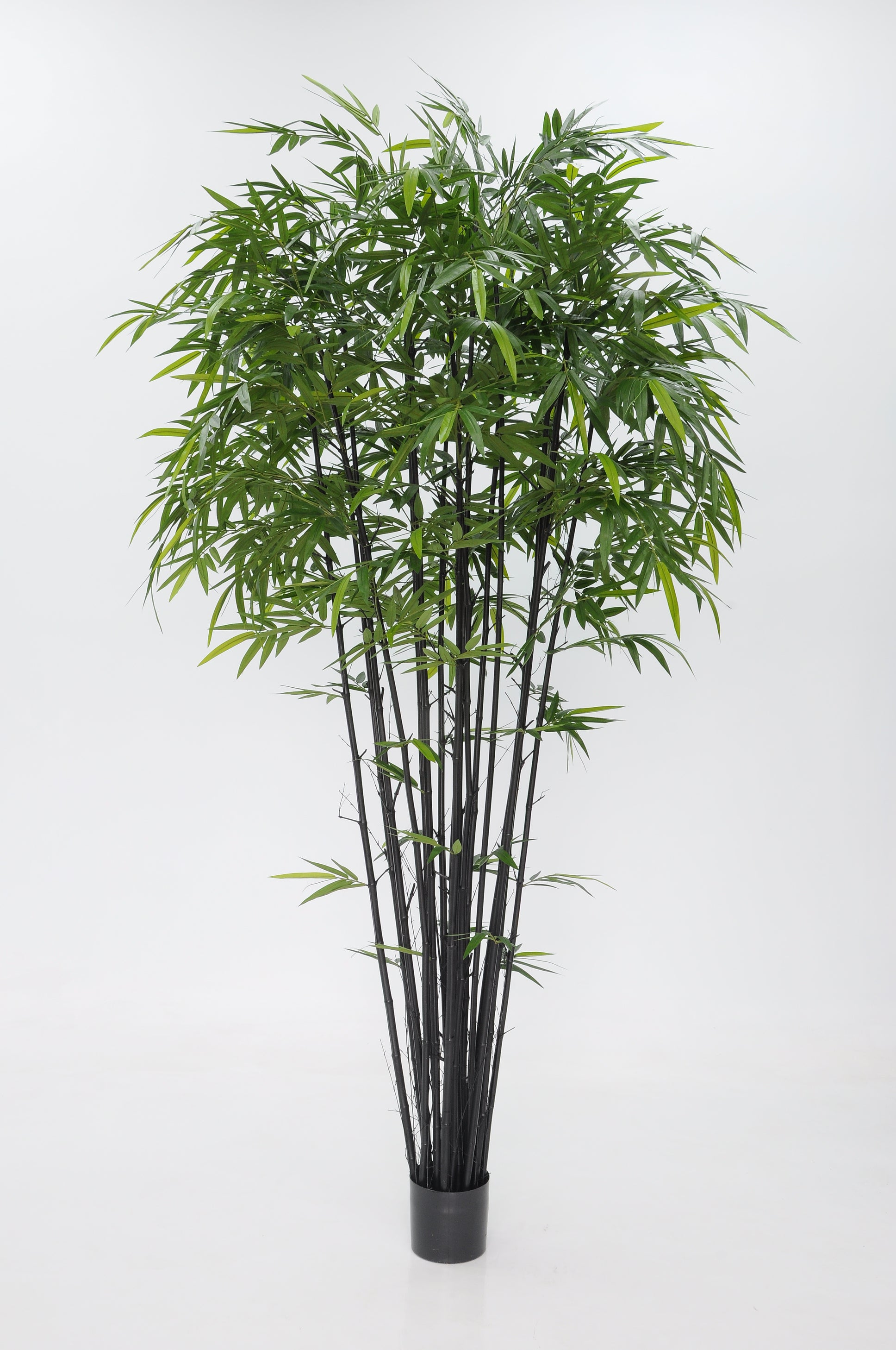 P1382-BAMBOO TREE