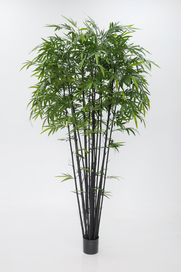 P1382-BAMBOO TREE