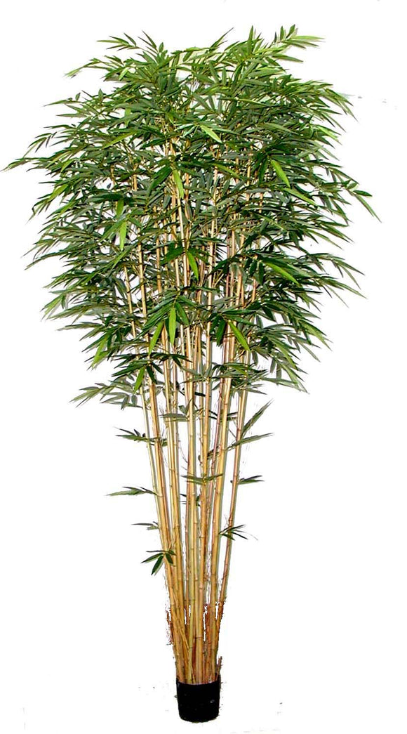 P1382-BAMBOO TREE