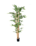 P1383-GIANT TRUNK BAMBOO TREE