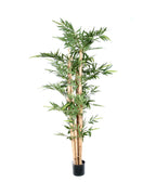 P1383-GIANT TRUNK BAMBOO TREE
