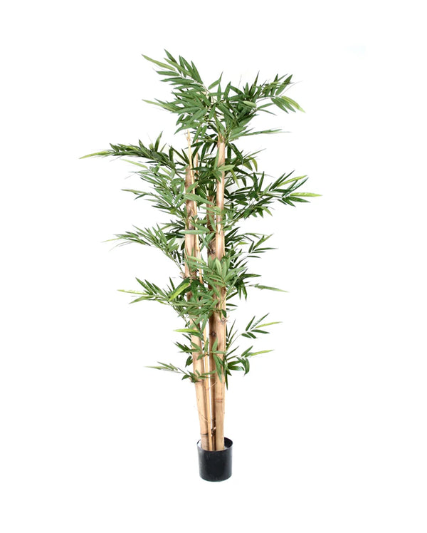 P1383-GIANT TRUNK BAMBOO TREE