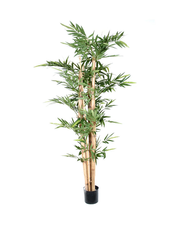 P1383-GIANT TRUNK BAMBOO TREE