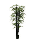 P1383-GIANT TRUNK BAMBOO TREE