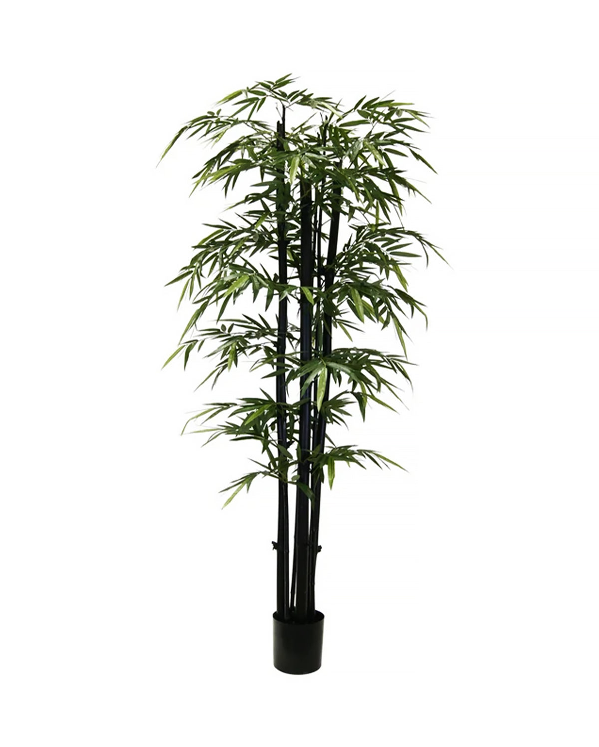 P1383-GIANT TRUNK BAMBOO TREE