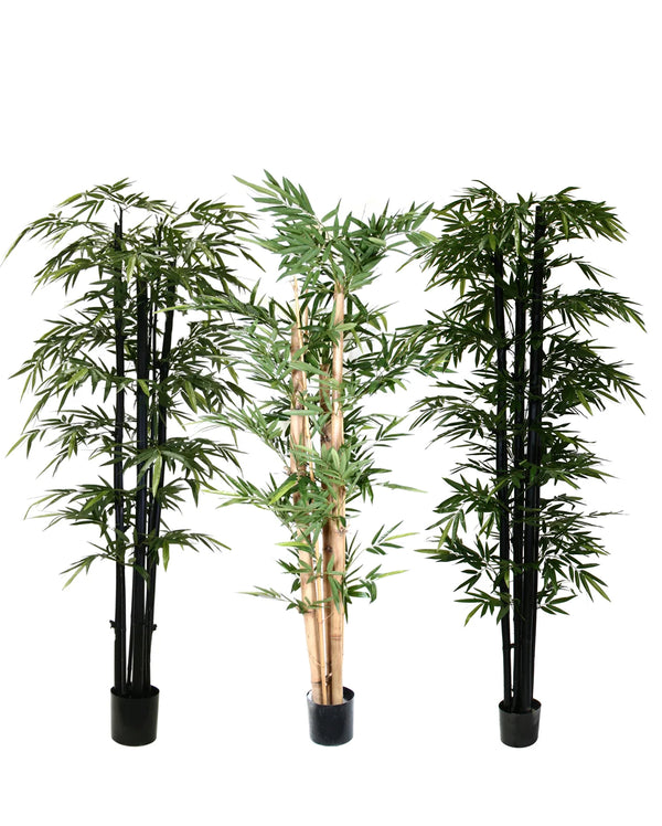 P1383-GIANT TRUNK BAMBOO TREE