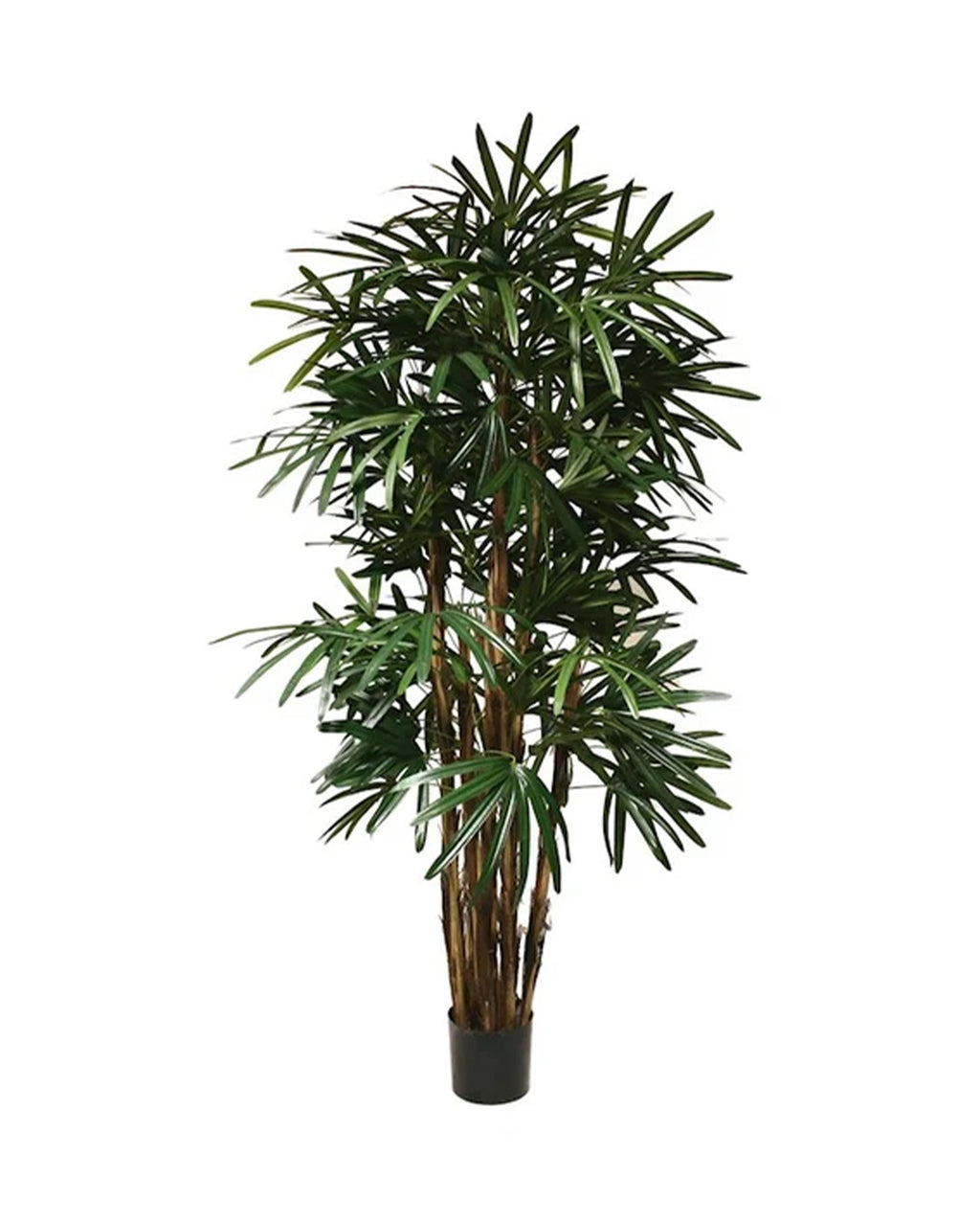 P1398 - PTD LADY PALM