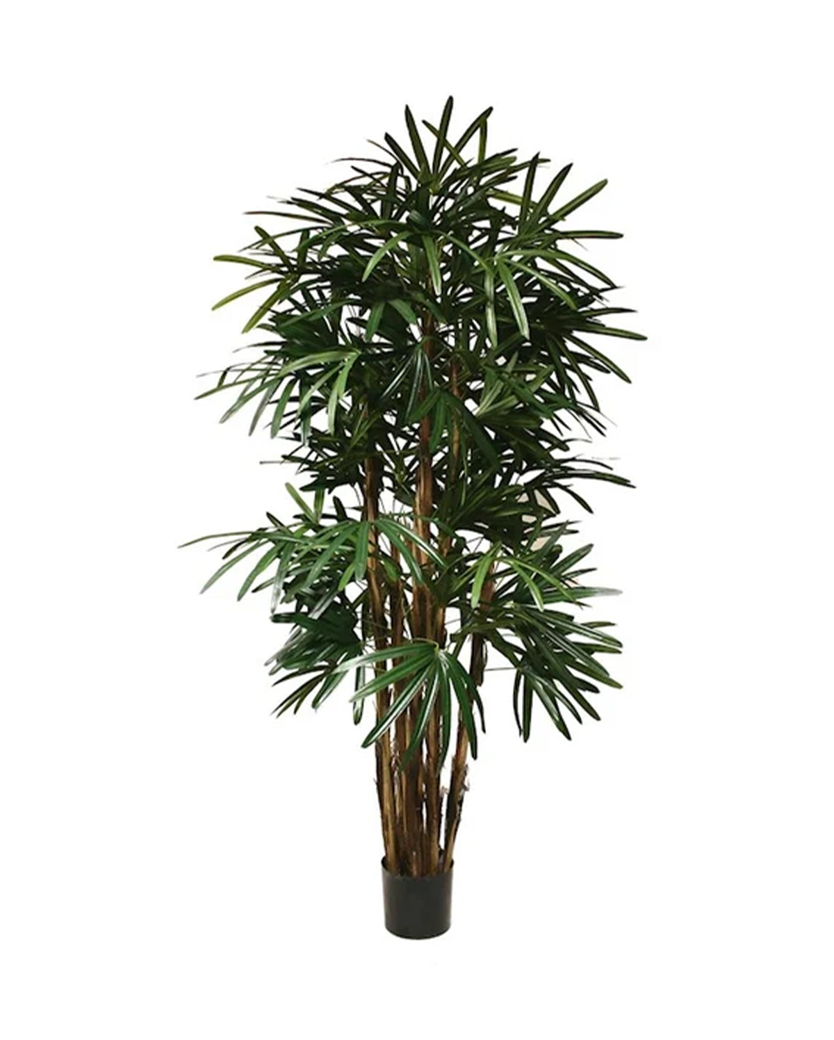 P1398 - PTD LADY PALM