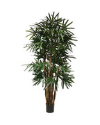 P1398 - PTD LADY PALM